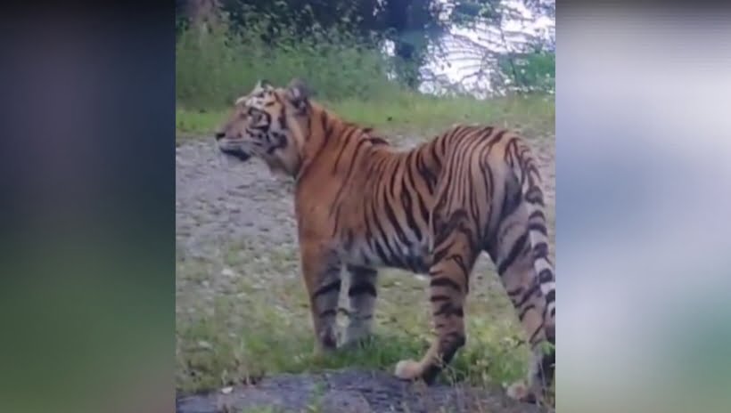 Momen Harimau Sumatera Terekam Kamera Pengemudi Mobil Di Aceh Barat