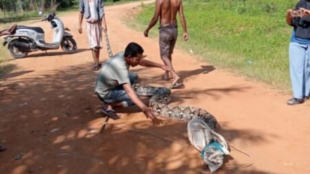 Petani Kebun Karet Aceh Timur Ini Nyaris Injak Badan Ular Piton