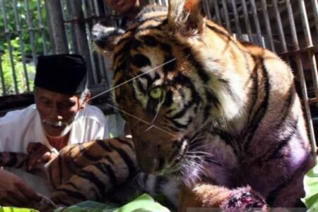 Harimau Serang Hewan Ternak, Warga Aceh Timur Lapor ke BKSDA