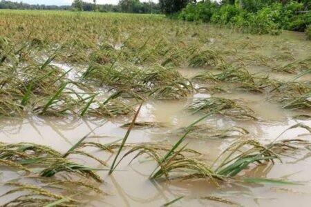 Direndam Banjir, Ratusan Hektare Sawah Warga di Aceh Timur Gagal Panen