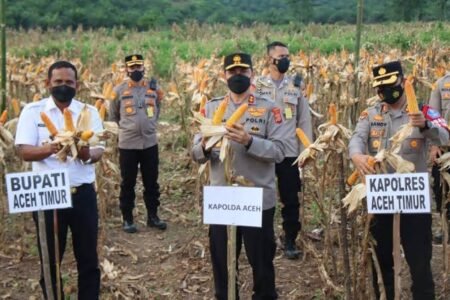 Tingkatkan Komoditas Pangan Aceh Timur Tanam Jagung 1.000 Hektar