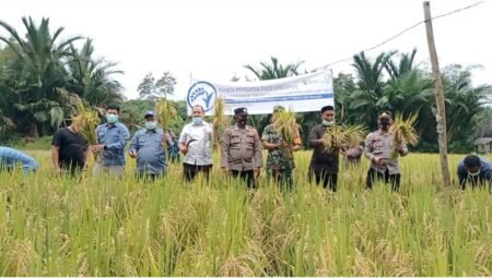 Panen Perdana Padi Organik Binaan MEDCO E&P Di Panton Rayeuk T