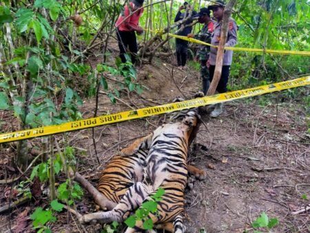 Dua Ekor Harimau Sumatra di Hutan Aceh Timur Ditemukan Mati Terjerat.
