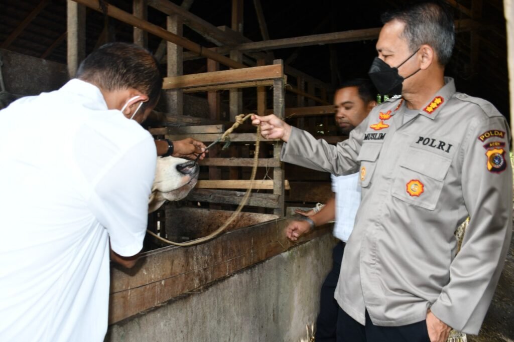 Dirbinmas Polda Aceh: Sejumlah Sapi Aceh Timur Terjangkit PMK