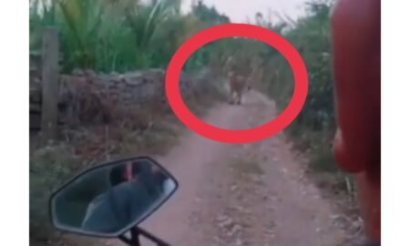 Kaget! Pemotor Papasan Sama Macan Hingga Keluar Keringat Dingin