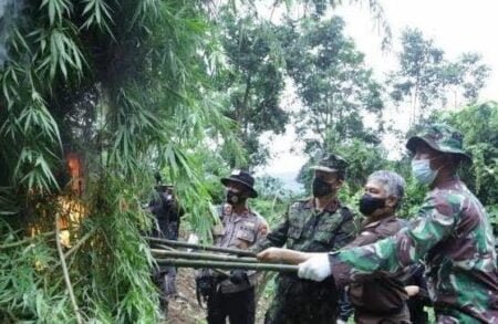 6 Hektare Ladang Ganja di Aceh Dimusnahkan BNN