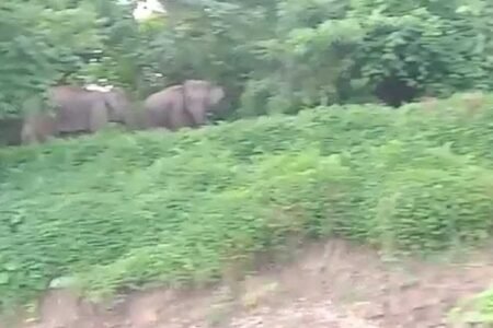 Gajah Liar Rusak Puluhan Hektare Kebun dan 9 Gubuk