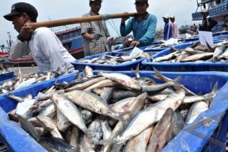 Ikan Hasil Tangkapan Nelayan Aceh Timur Mencapai Ribuan Ton