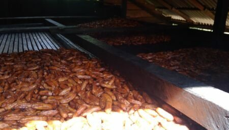 Kuliner Pisang Sale Dari Kabupaten Aceh Timur Tercatat Di Inventarisasi Negara Sebagai Kekayaan