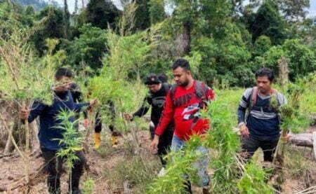 Polisi Musnahkan Tanaman Ganja di Lahan Enam Hektare