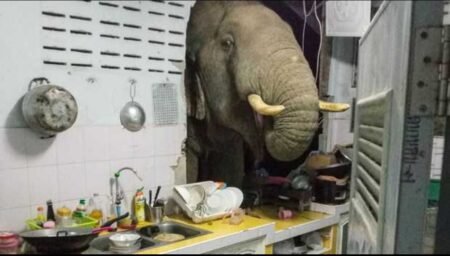 Gajah Cari Camilan Tengah Malam,Dapur Jadi Sasaran