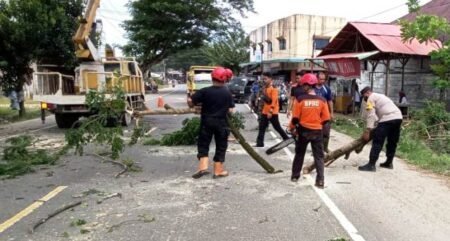Pohon Menjulang Kejalan Dikhawatirkan Bahayakan Pengguna Jalan, Hari Ini di Potong