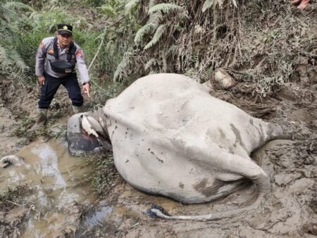 Gajah CRU ditemukan dalam Keadaan Mati, Ini Kata Kapolres Aceh Timur