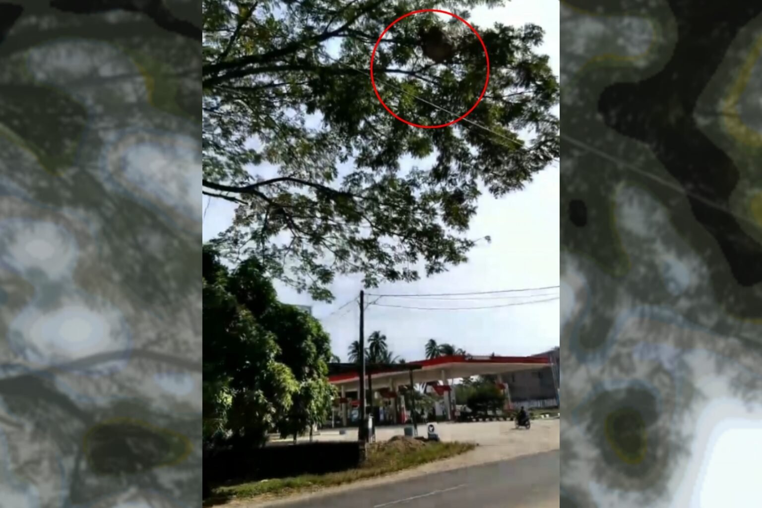 Sarang Tawon Depan SPBU Kuta Lawah Ancam Pengguna Jalan Raya
