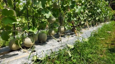Aipda Samsul, Bertani Melon dengan Omzet Rp15-20 Juta Tiap Panen