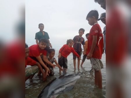 Warga Selamatkan Lumba-Lumba Terdampar di Kuala Gelumpang Julok