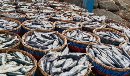 Hasil Tangkapan Melimpah, Harga Ikan di Aceh Timur Mengalami Penurunan