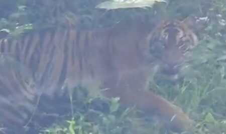Menegangkan! Detik-detik Harimau Sumatera Terekam Kamera Warga di Gayo Lues-Lokop Aceh Timur
