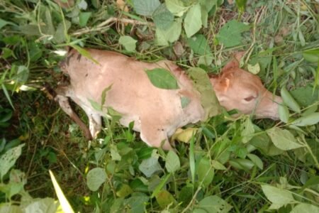 Harimau Kembali Mangsa Ternak Milik Warga di Aceh Timur