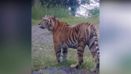 Momen Harimau Sumatera Terekam Kamera Pengemudi Mobil di Aceh Barat Daya-Gayo Lues