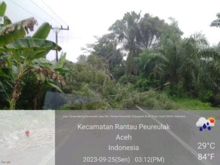 Pohon Tumbang Timpa Badan Lintas Aceh Timur – Galus