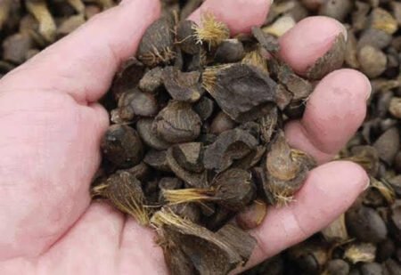 Geliat Ekspor Cangkang Sawit Aceh ke Jepang