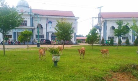 Kantor Bupati Aceh Timur Jadi Kandang Kawanan Sapi, Petugas Satpol PP Lalai?