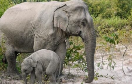 Kawanan Gajah Masuk Pemukiman, Bayi Gajah Nyaris Hanyut Saat Diusir Warga