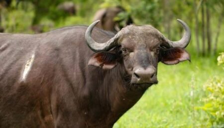 Tragis! Warga di Aceh Meninggal Dunia Diseruduk Kerbau Ganas Didalam Rumah