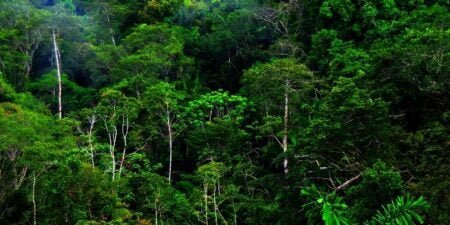 Petugas Gabungan Temukan 30 Ton Kayu Ilegal Logging di Aceh Timur