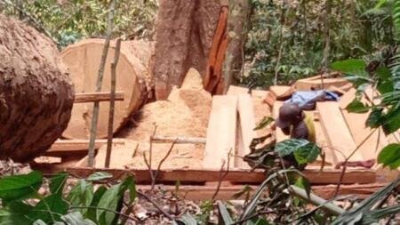 Pembalak Liar di Hutan Banda Alam Aceh Timur Dilengkapi Senjata Api