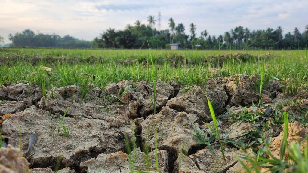 Petani Padi di Darul Aman Masih Keluhkan Kekeringan