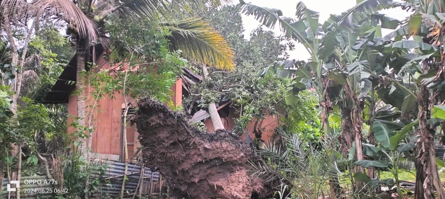 Pohon Tumbang Hingga Timpa Rumah Warga di Nurussalam