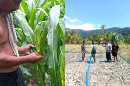 13 Desa di Kabupaten Aceh Timur Dilanda Kekeringan dan Serangan Hama