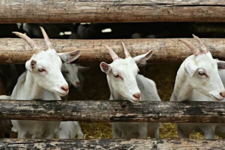 10 Kambing Warga Aceh Timur Digondol Maling dalam Semalam, Begini Ciri-ciri Pelaku
