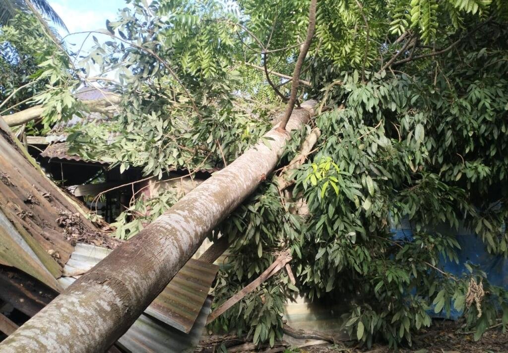 Angin Kencang Robohkan Pohon Besar, Timpa Rumah di Desa Alue Cek Doi