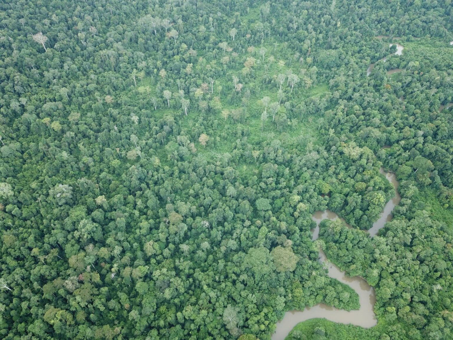 Kabupaten Aceh Timur Kehilangan 1.096 Hektare Hutan pada 2024