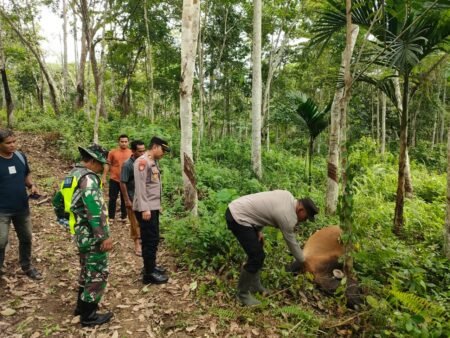 Sapi Milik Warga Kembali Diduga Dimangsa Harimau di Aceh Timur