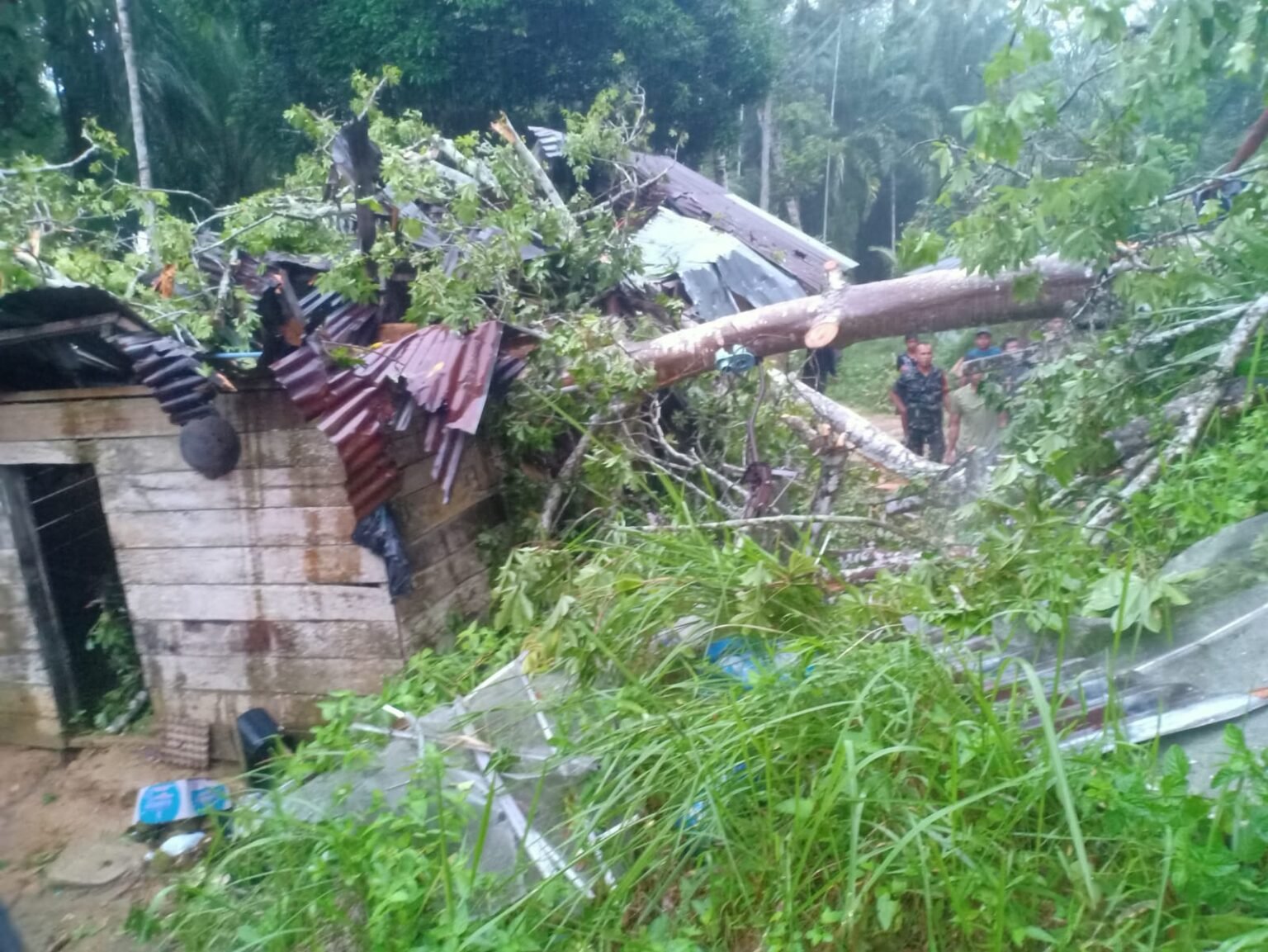 Pohon Tumbang Timpa Rumah Janda di Birem Bayeun