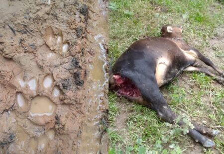 Harimau Sumatra Tewaskan Sapi di Aceh Timur, Pemilik Alami Kerugian