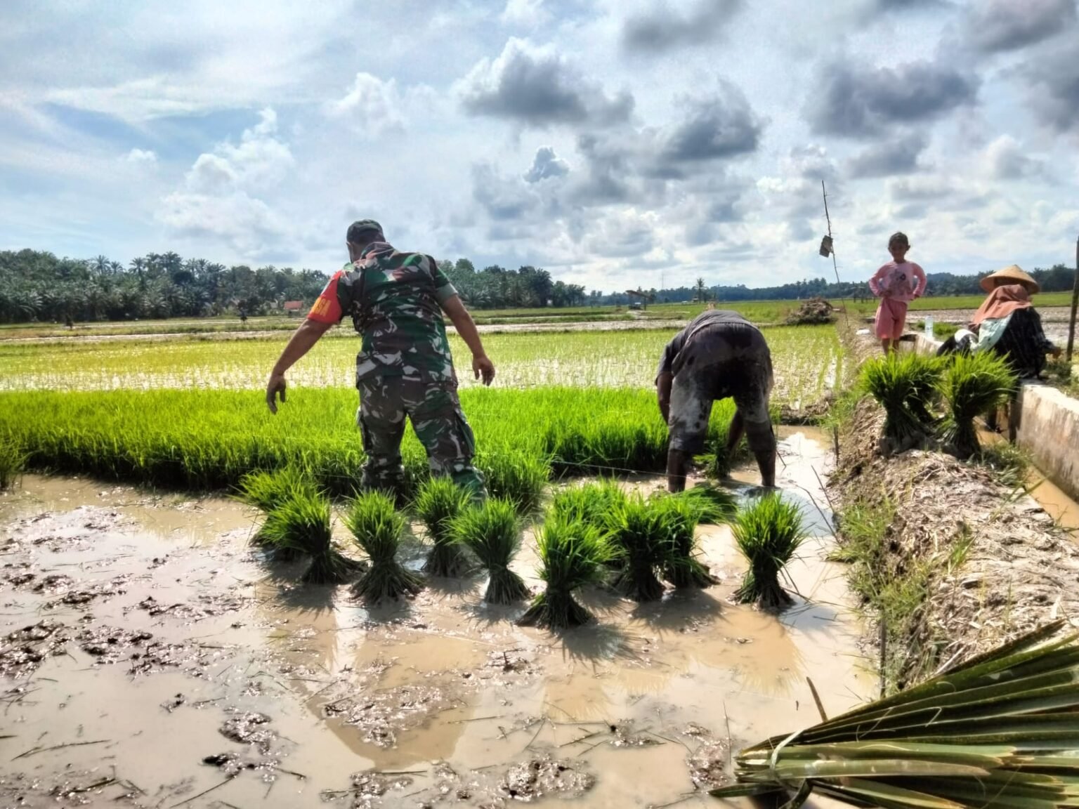 TNI Dukung Swasembada Pangan, Babinsa Bantu Petani Aceh Timur