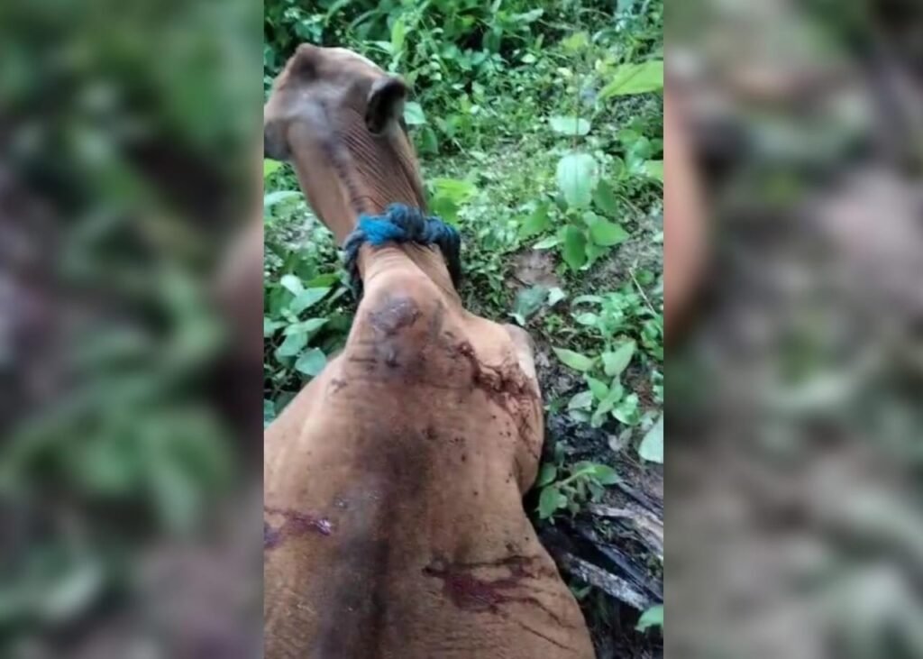 Harimau Sumatera Kembali Mangsa Ternak Warga Aceh Timur