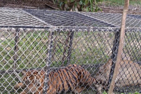 Harimau Tertangkap Perangkap BKSDA di Indra Makmu Aceh Timur