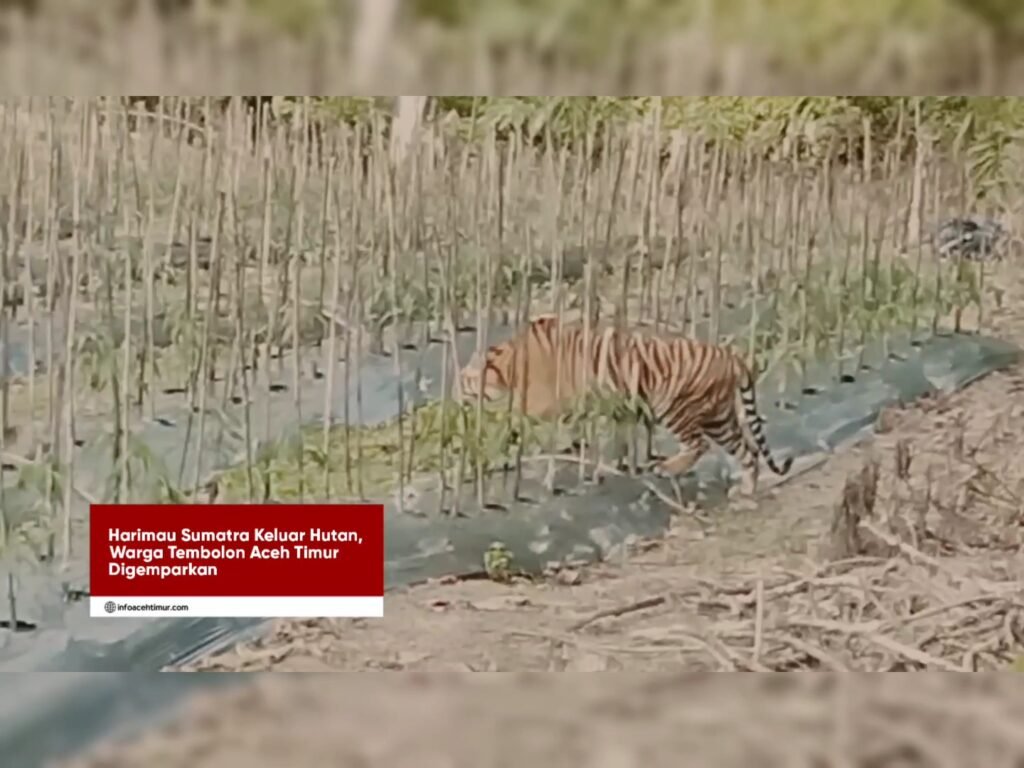 Harimau Sumatra Keluar Hutan, Warga Tembolon Aceh Timur Digemparkan