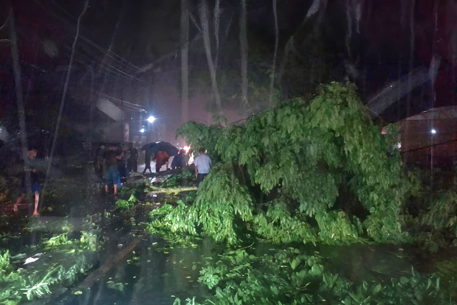 Pohon Tumbang Akibat Angin Kencang, Jalan Nasional Aceh Timur Macet Selama Dua Jam