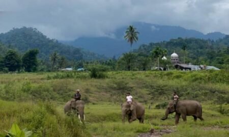 Bunin Festival 2025: Perayaan Budaya dan Alam yang Mengakar