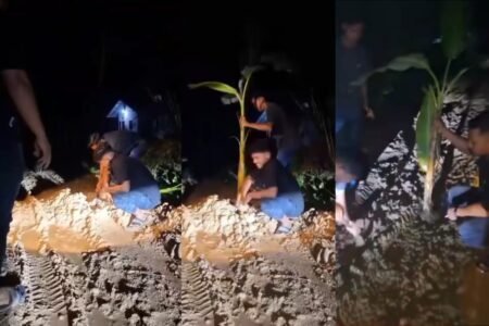 Pemuda Buket Dindeng Protes Jalan Rusak dengan Aksi Tanam Pohon Pisang