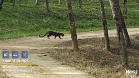 Penampakan Harimau Kembali Terjadi di Aceh Timur, Masyarakat Minta Tindakan Cepat dari Pemerintah