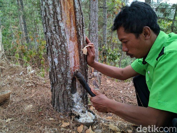 Pabrik Getah Pinus Bakal Hadir di Aceh Timur
