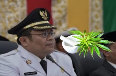 Walkot Sabang Usul Legalkan Ganja Aceh untuk Medis dan Otsus: Thailand 30 Juta/Kilo, Aceh Bisa Jual 15 Juta/Kilo